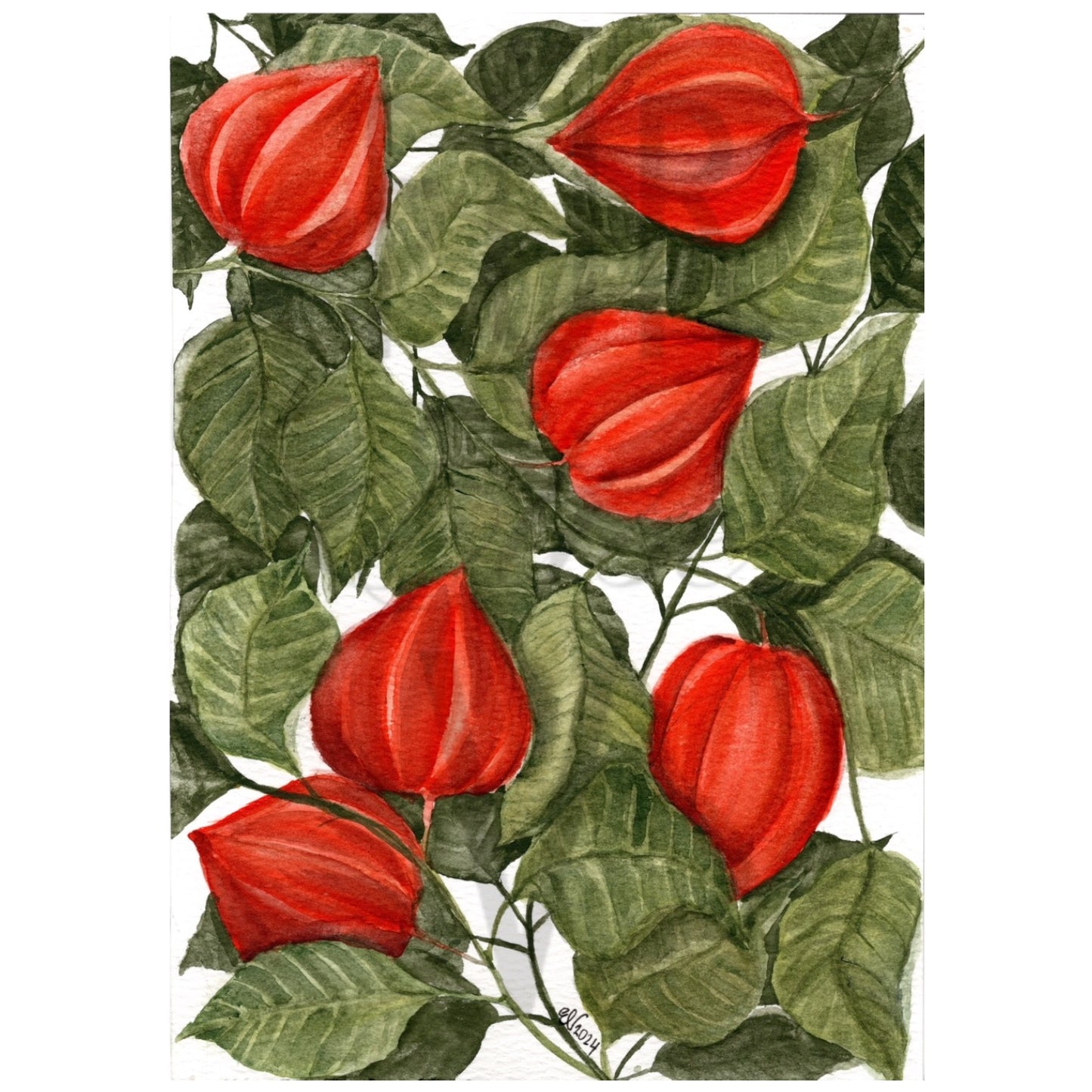 CHINESE LANTERNS II