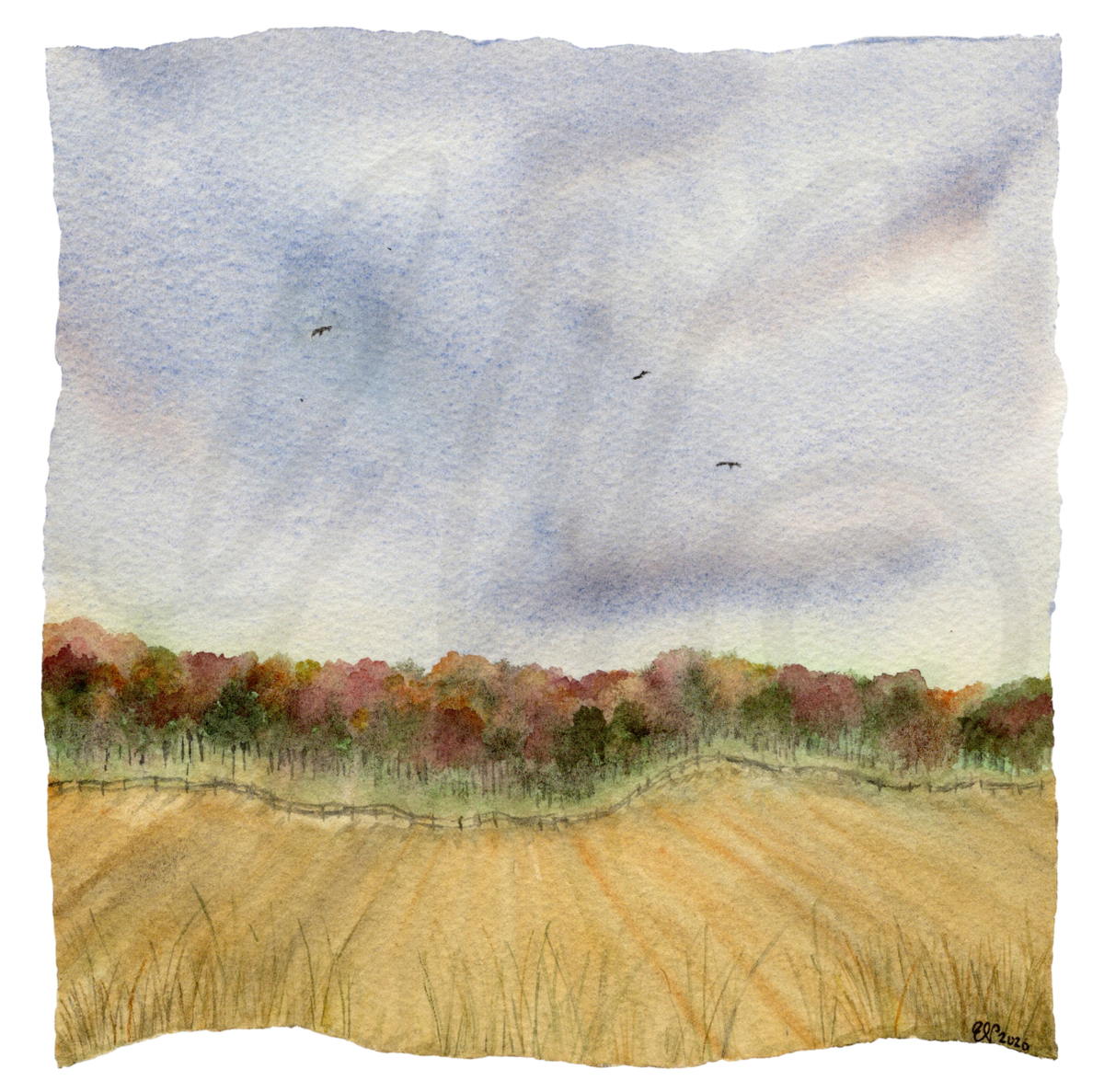 AUTUMN FIELD