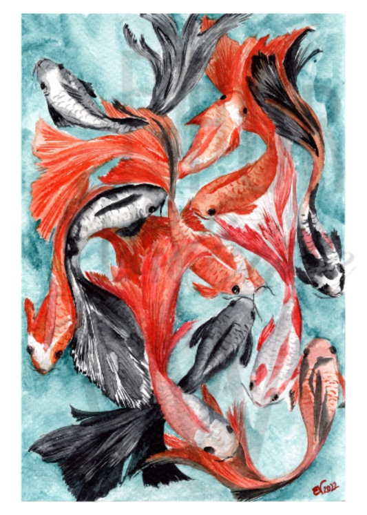 A COLLECTION OF KOI