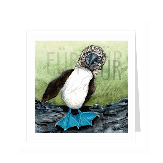 BLUE FOOTED BOOBY
