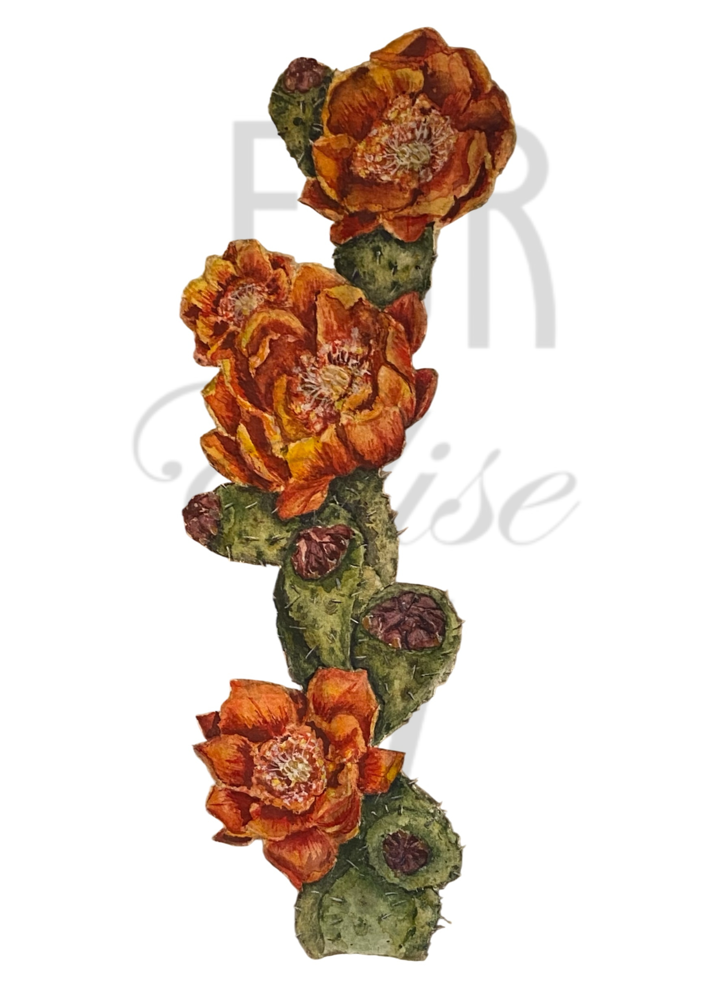 CACTUS FLORAL