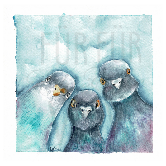 THE CURIOUS TRIO OF PIGEONS