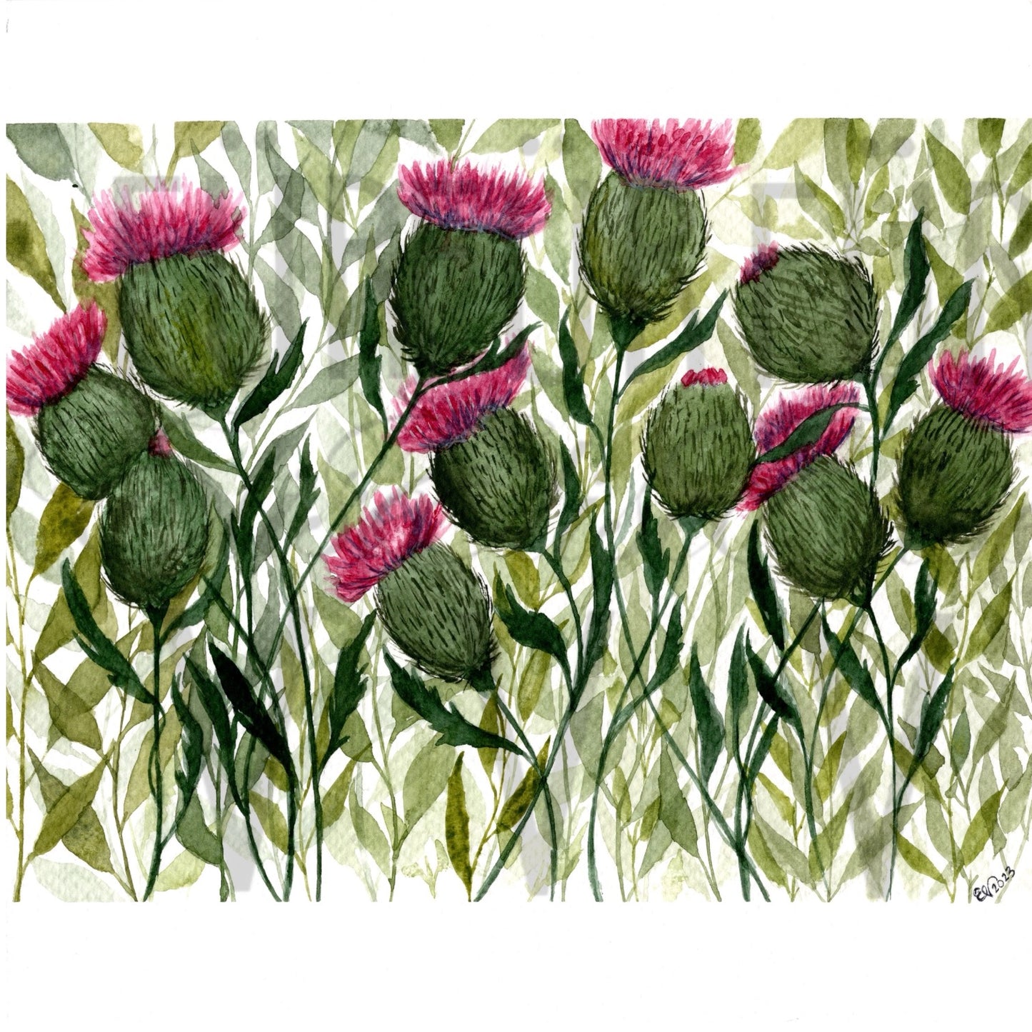 THISTLE FLORAL