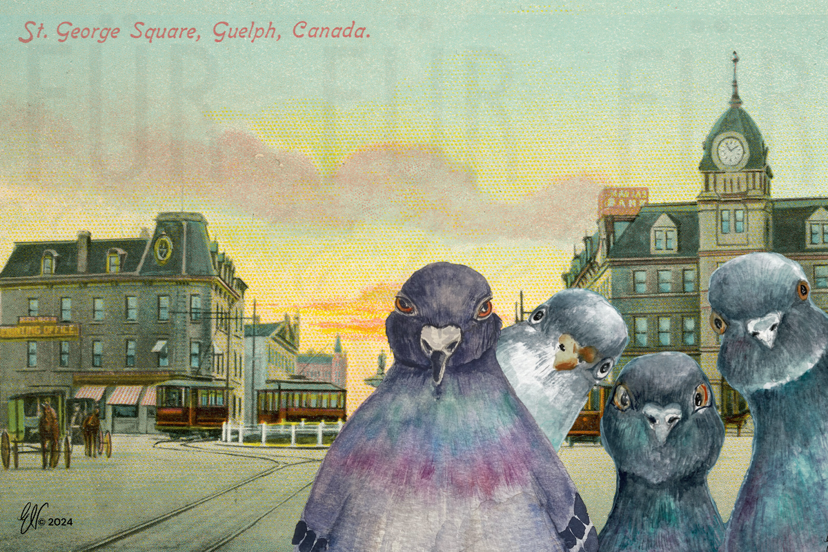 PIGEONS OF ST. GEORGE'S SQUARE ~ POSTCARD
