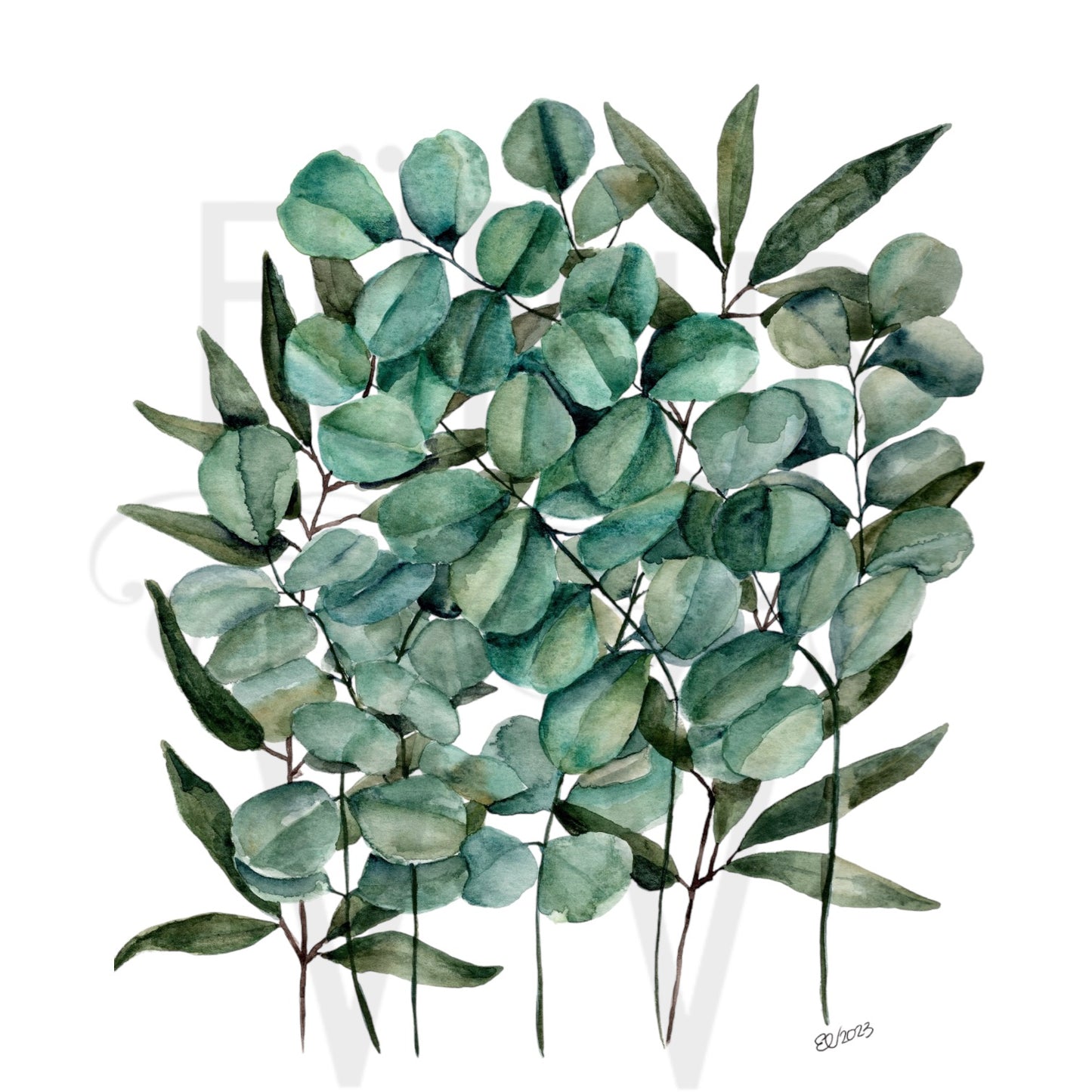 EUCALYPTUS SPRIGS