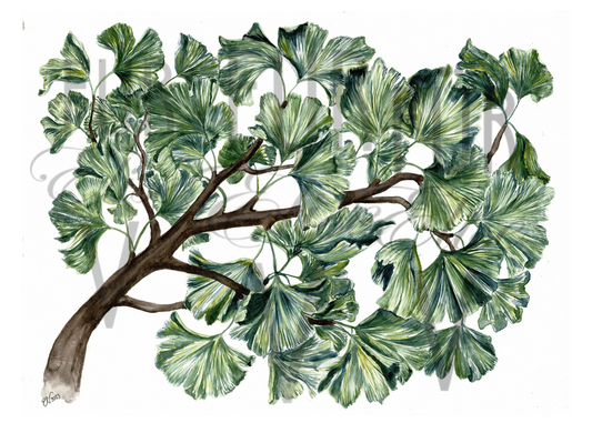 GINKGO BRANCH