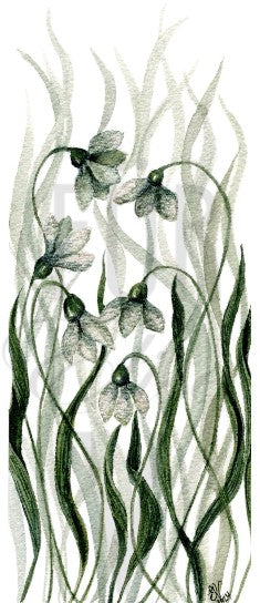 SNOWDROPS