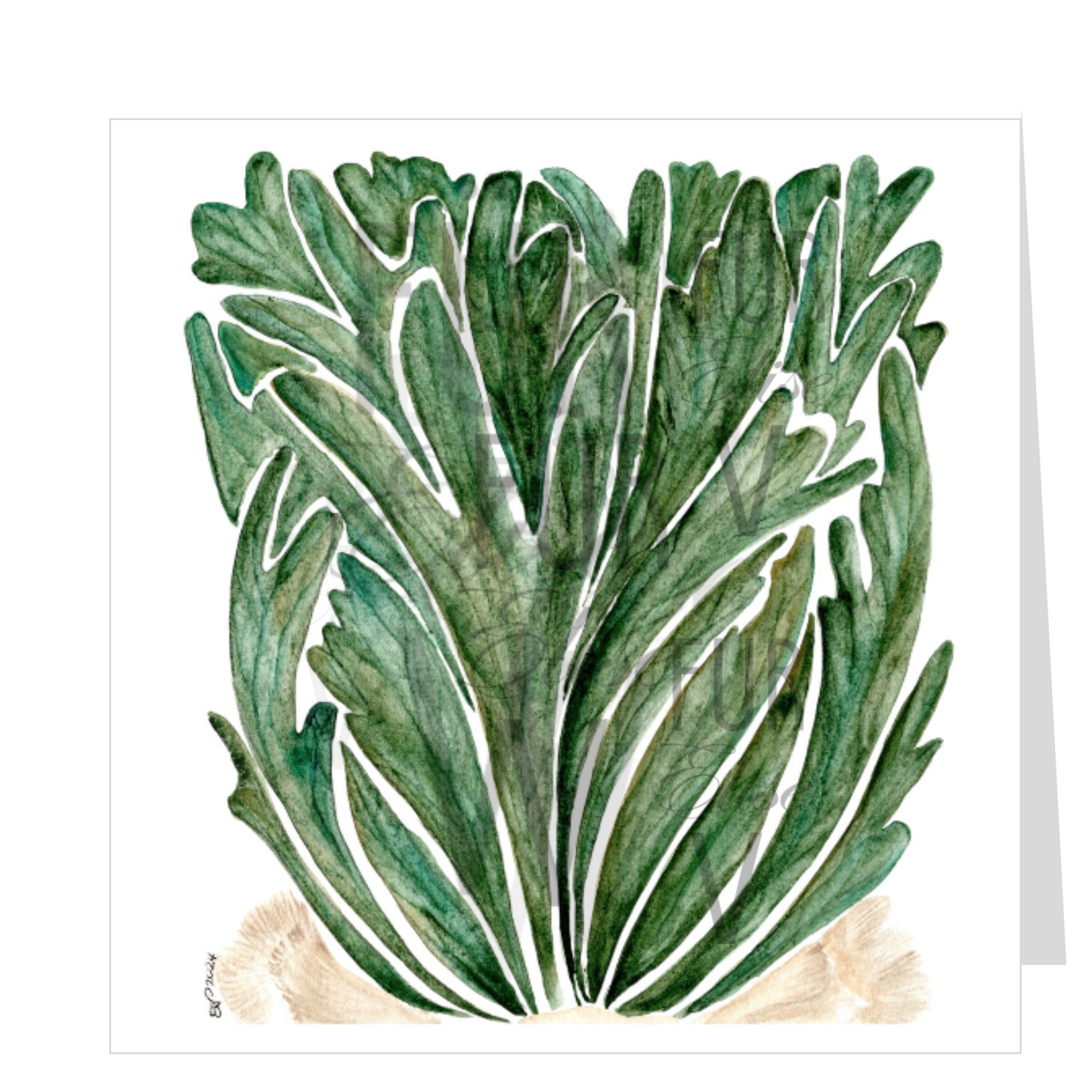STAGHORN FERN I