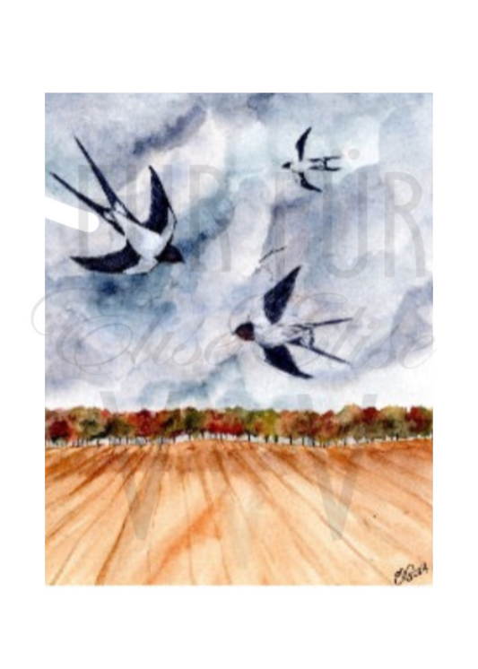 SWALLOWS AFTER HARVEST