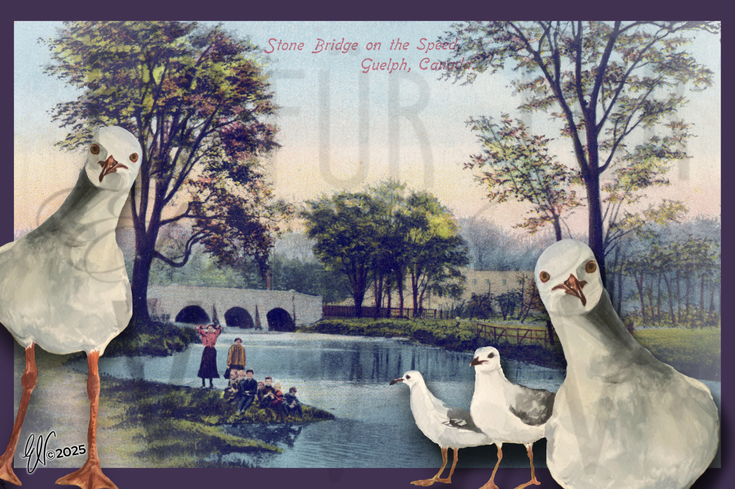 STONE BRIDGE GULLS ~ POSTCARD