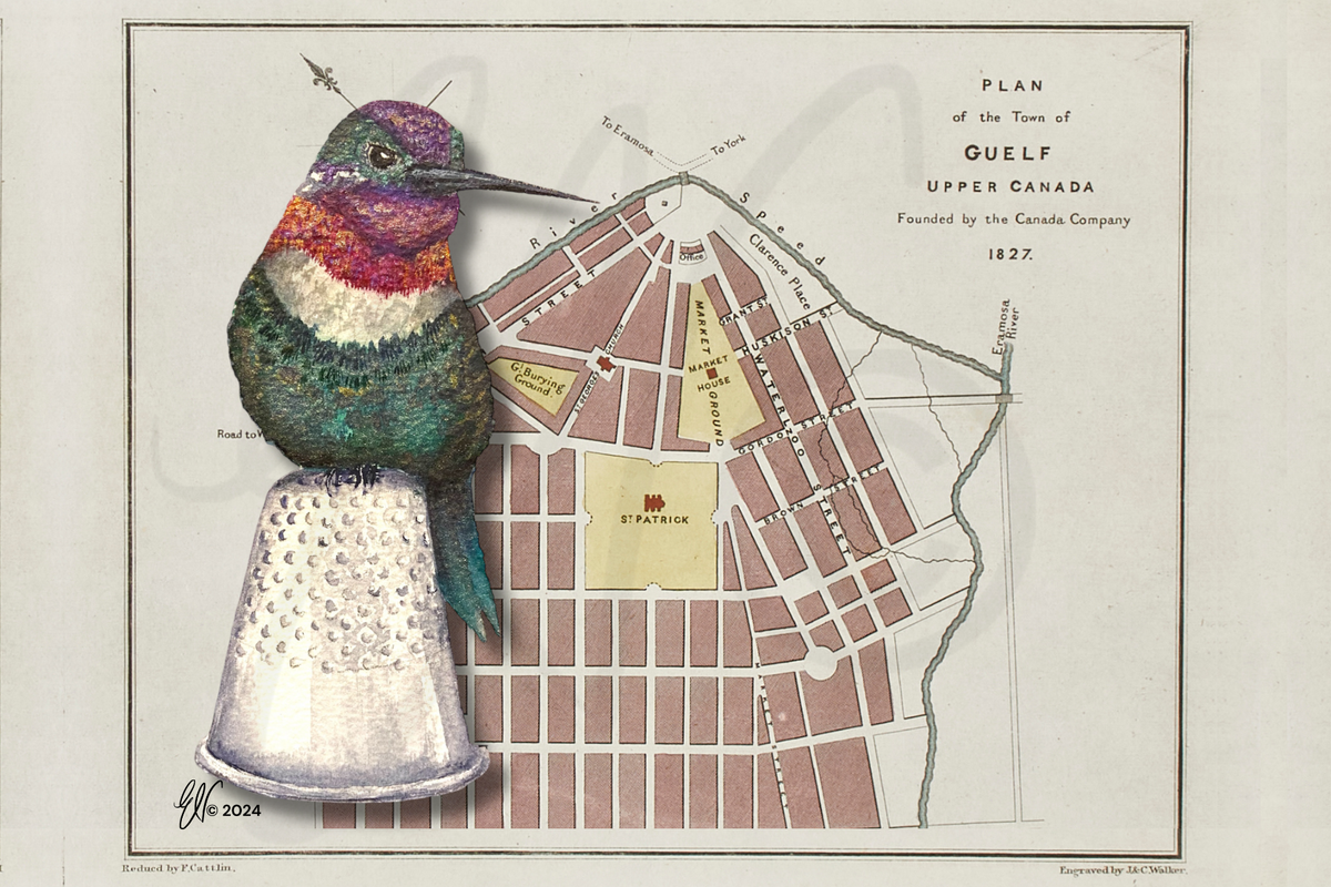 "GUELF" HUMMINGBIRD ~ POSTCARD (or FINE ART PRINT!)