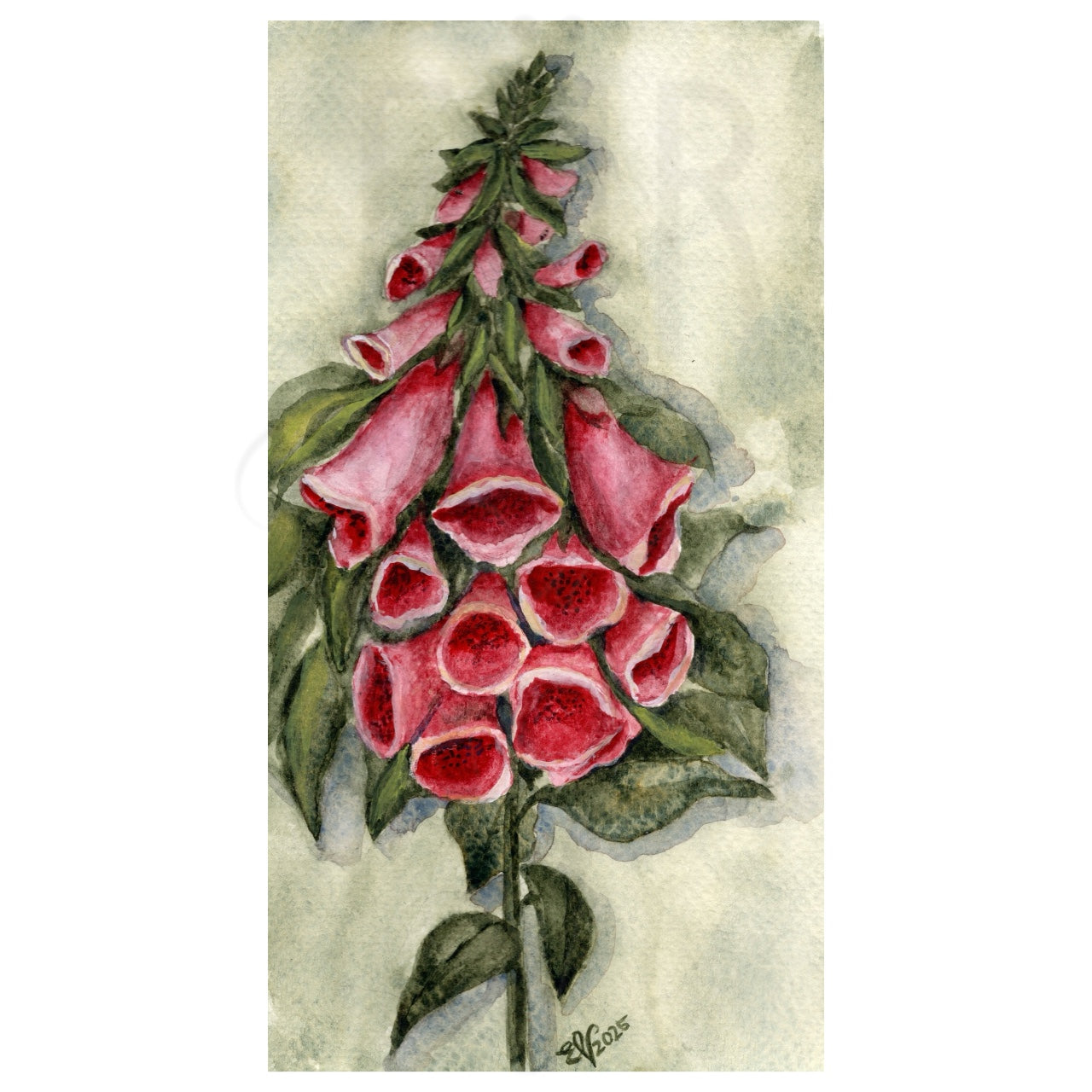 FOXGLOVE