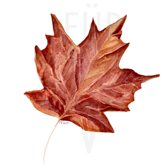 SINGLE MAPLE LEAF