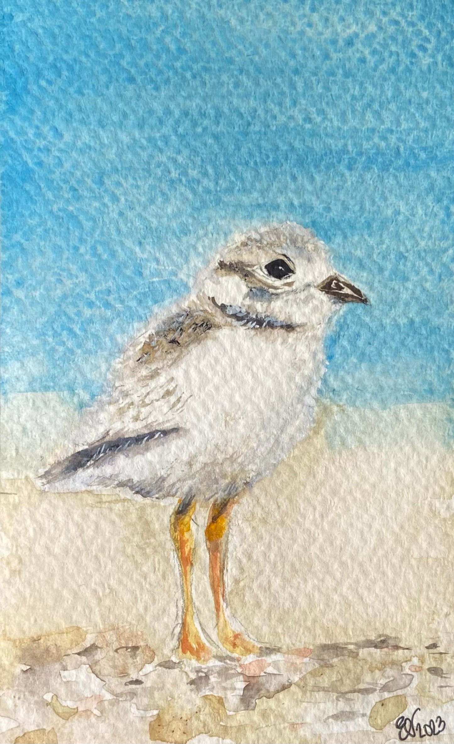 PIPING PLOVER CHICK