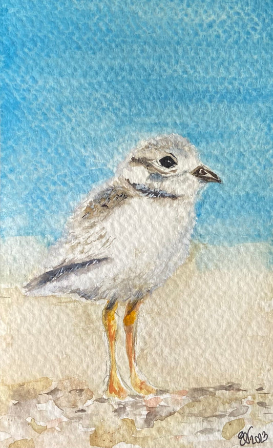 PIPING PLOVER CHICK