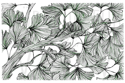 GINKGO IN INK