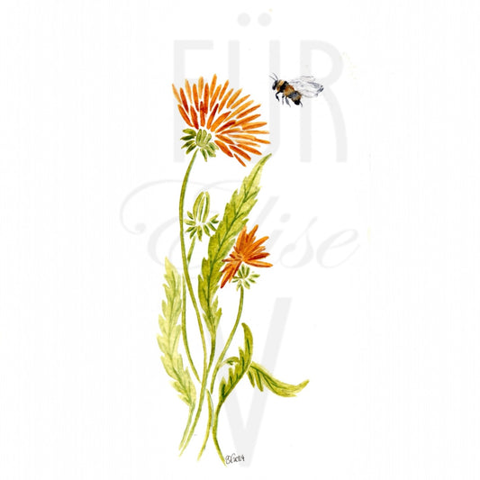 DANDELION BUMBLEBEE - Für Elise V