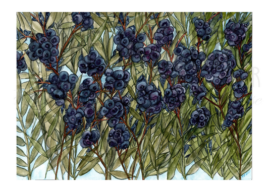 BLUEBERRIES