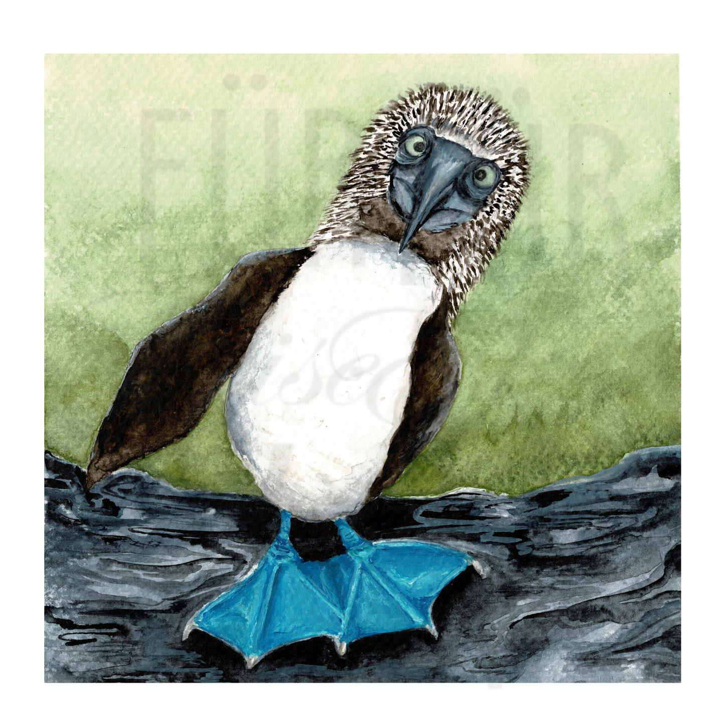 BLUE FOOTED BOOBY