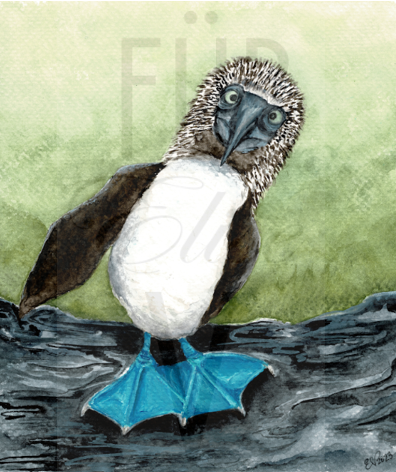 BLUE FOOTED BOOBY