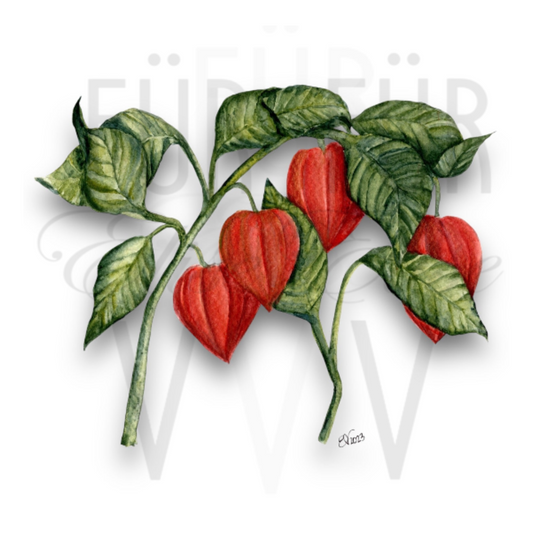 CHINESE LANTERNS I