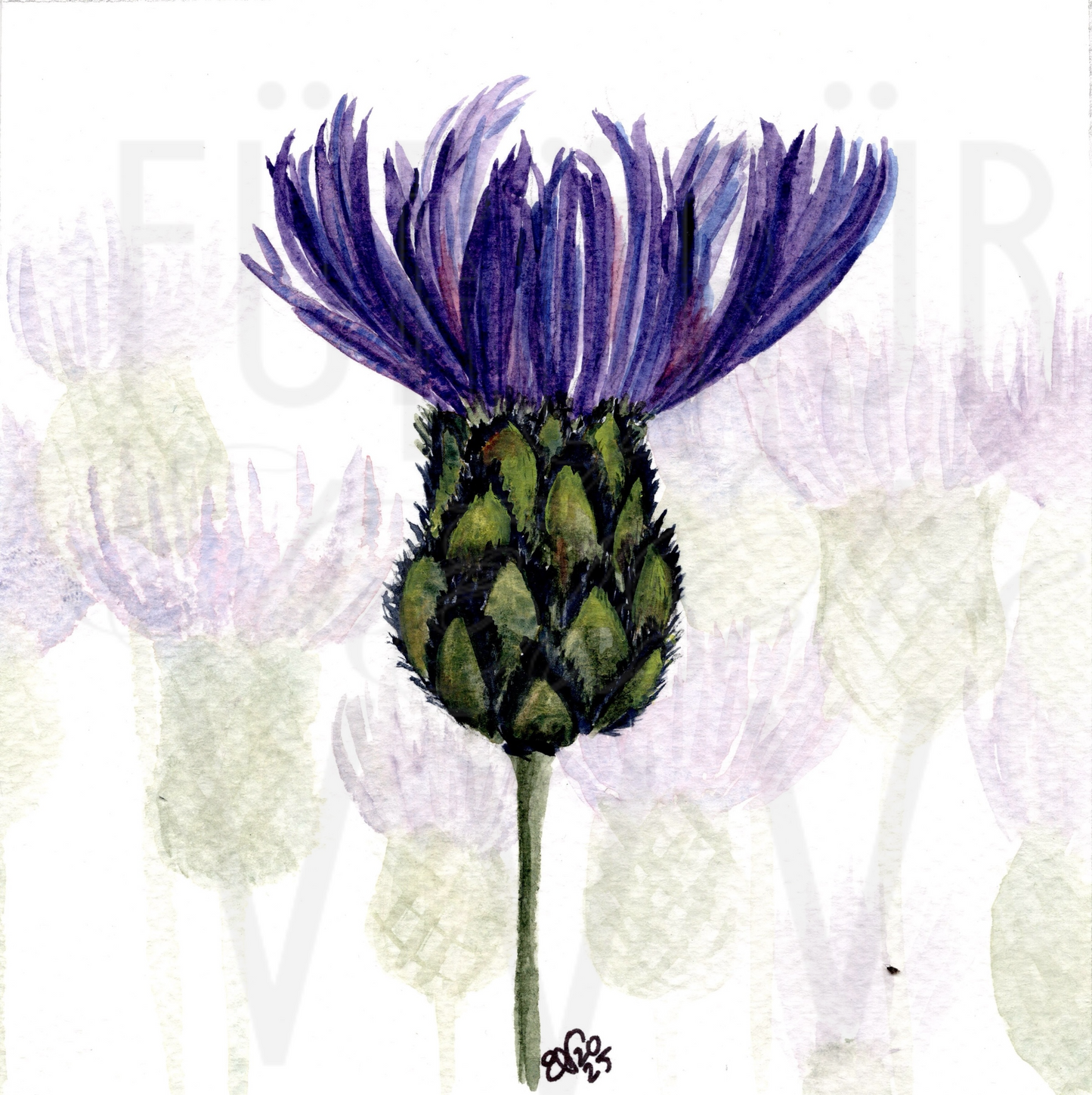 CORNFLOWER