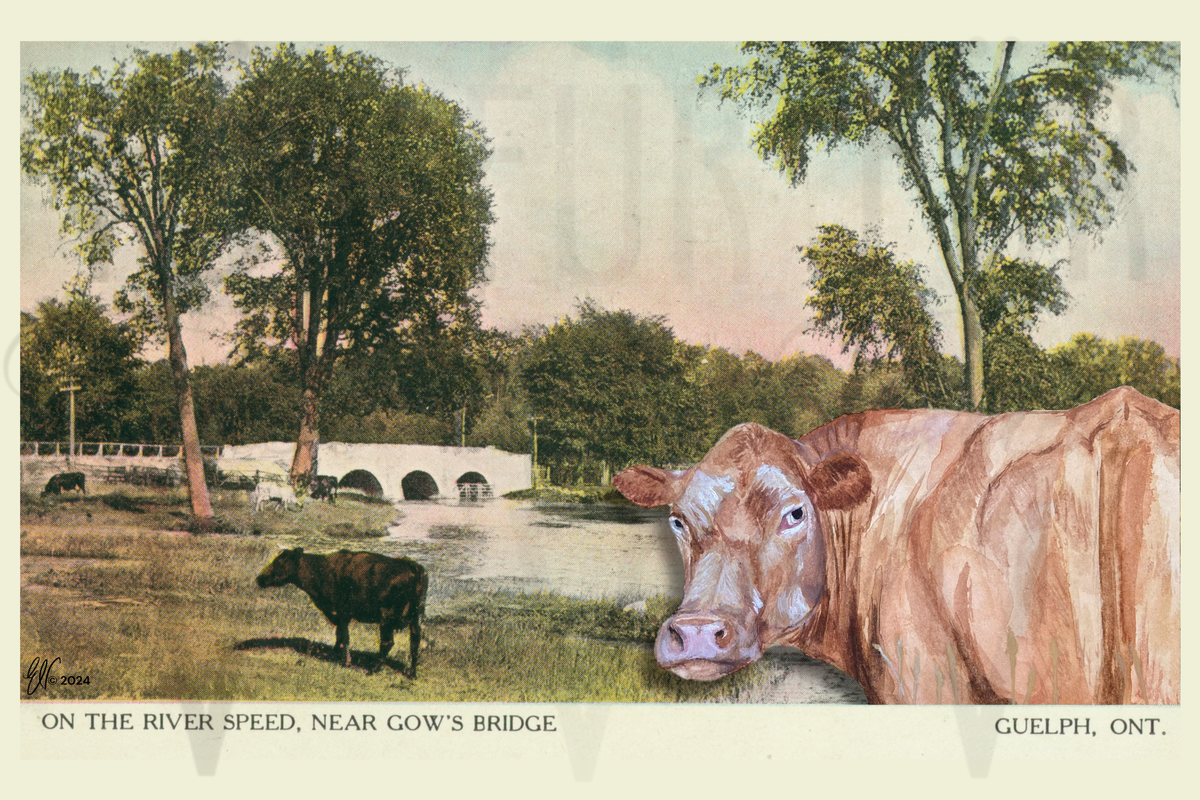 GOW’S COWS ~ GUELPH POSTCARD (or FINE ART PRINT!)