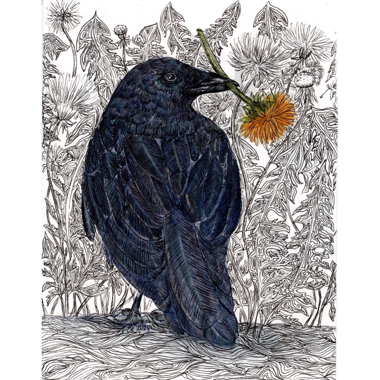 DANDELION CROW