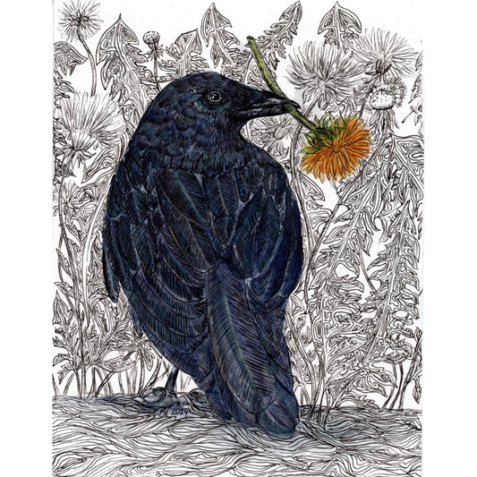 DANDELION CROW