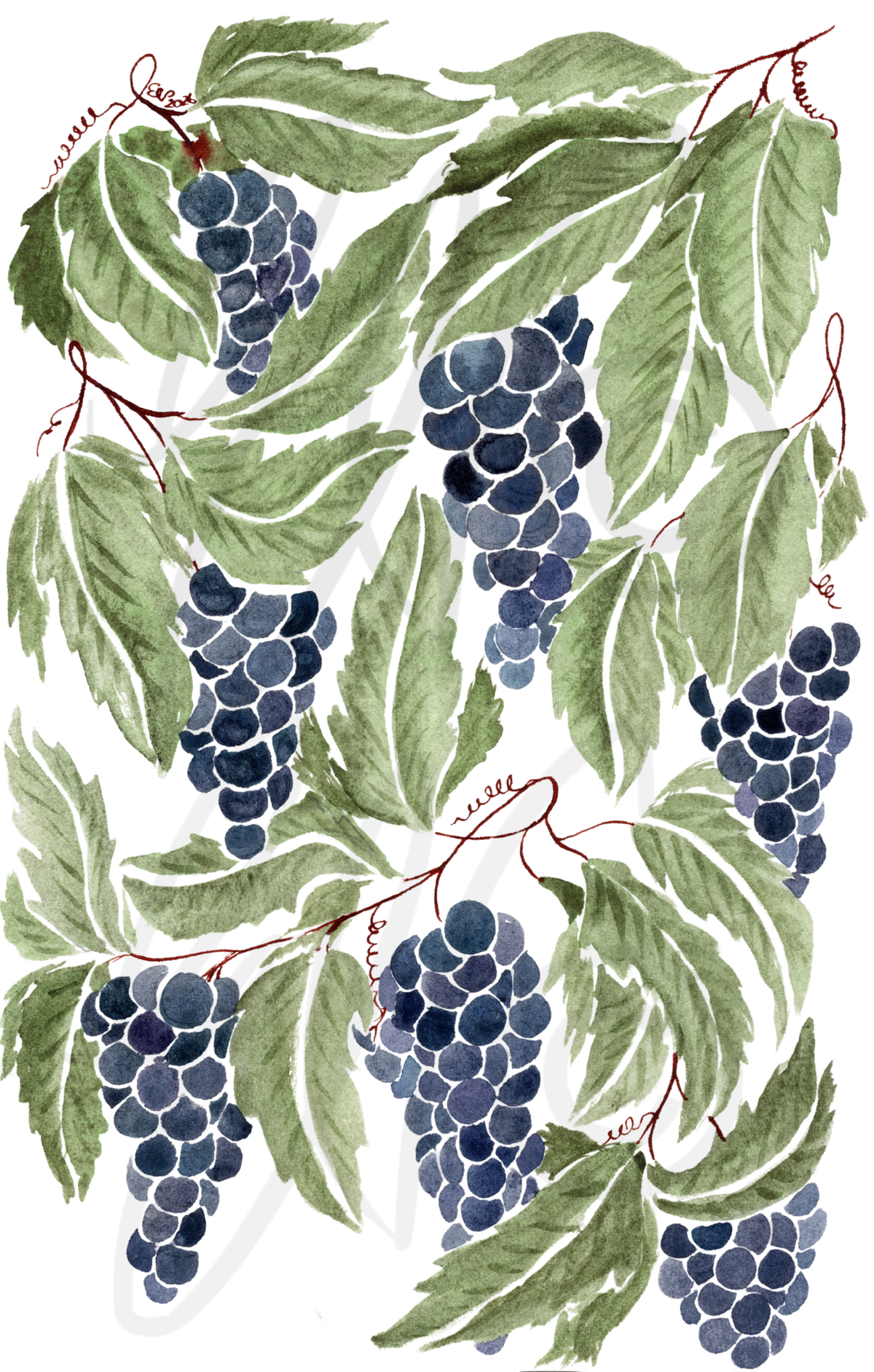 DELHI GRAPES
