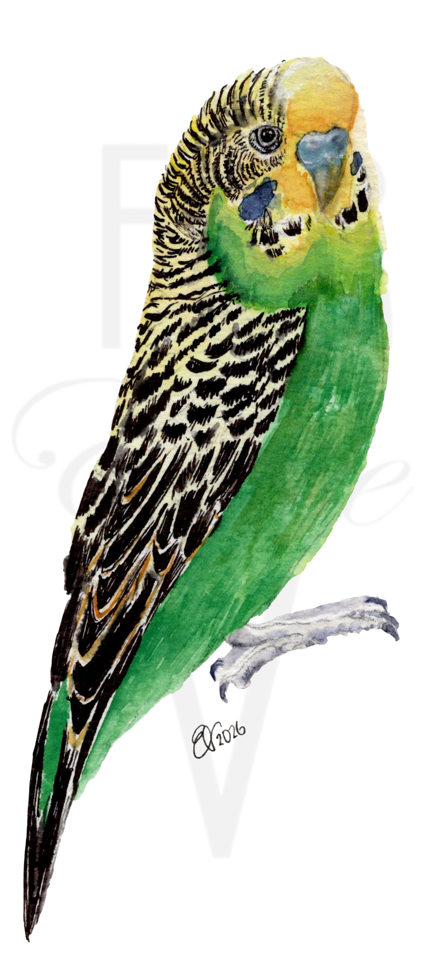BRIGHT GREEN BUDGIE