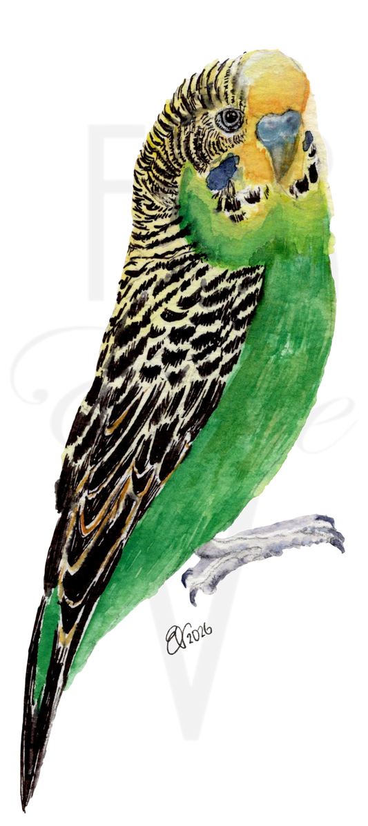 BRIGHT GREEN BUDGIE
