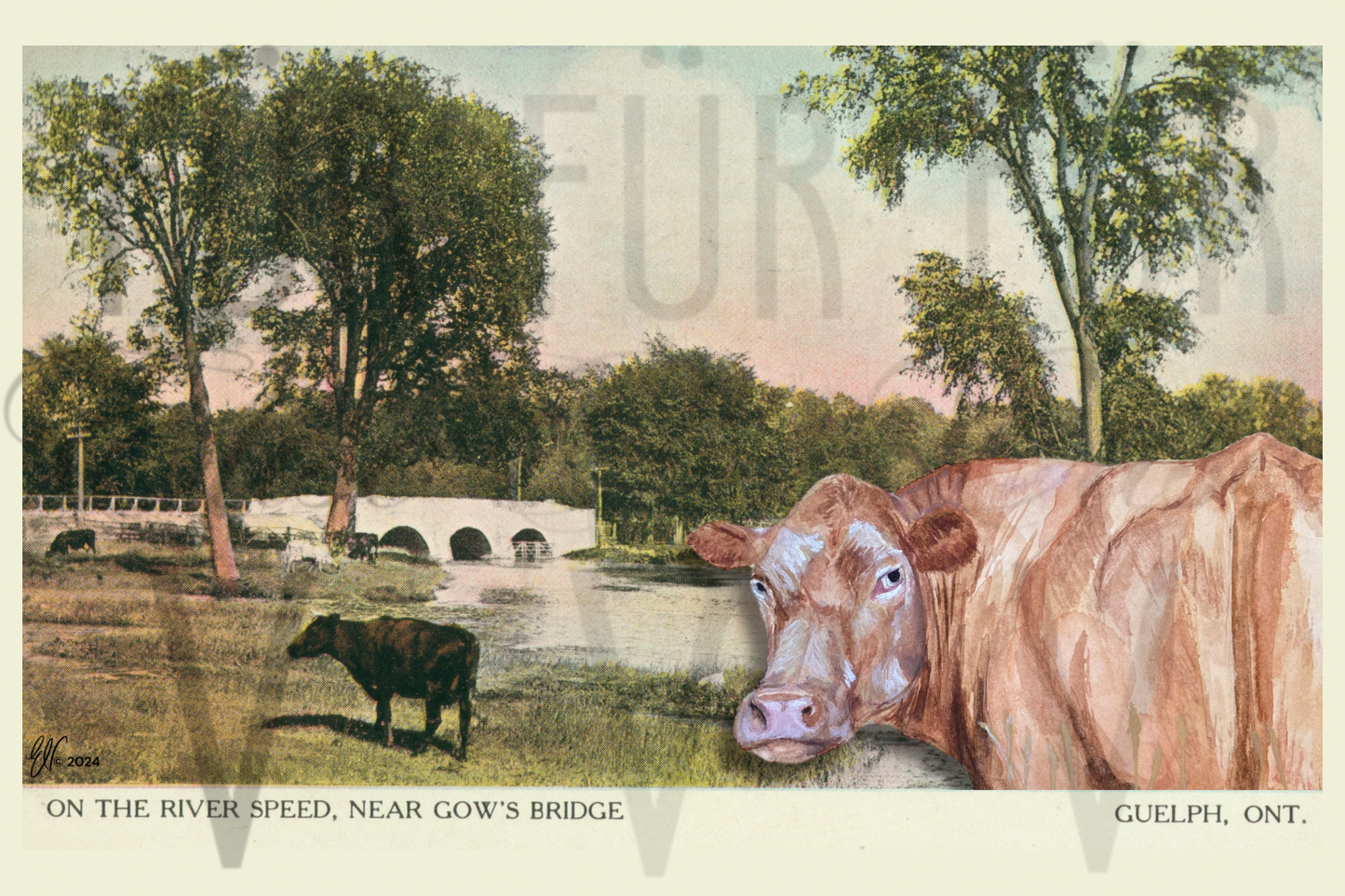 GOW’S COWS ~ GUELPH POSTCARD