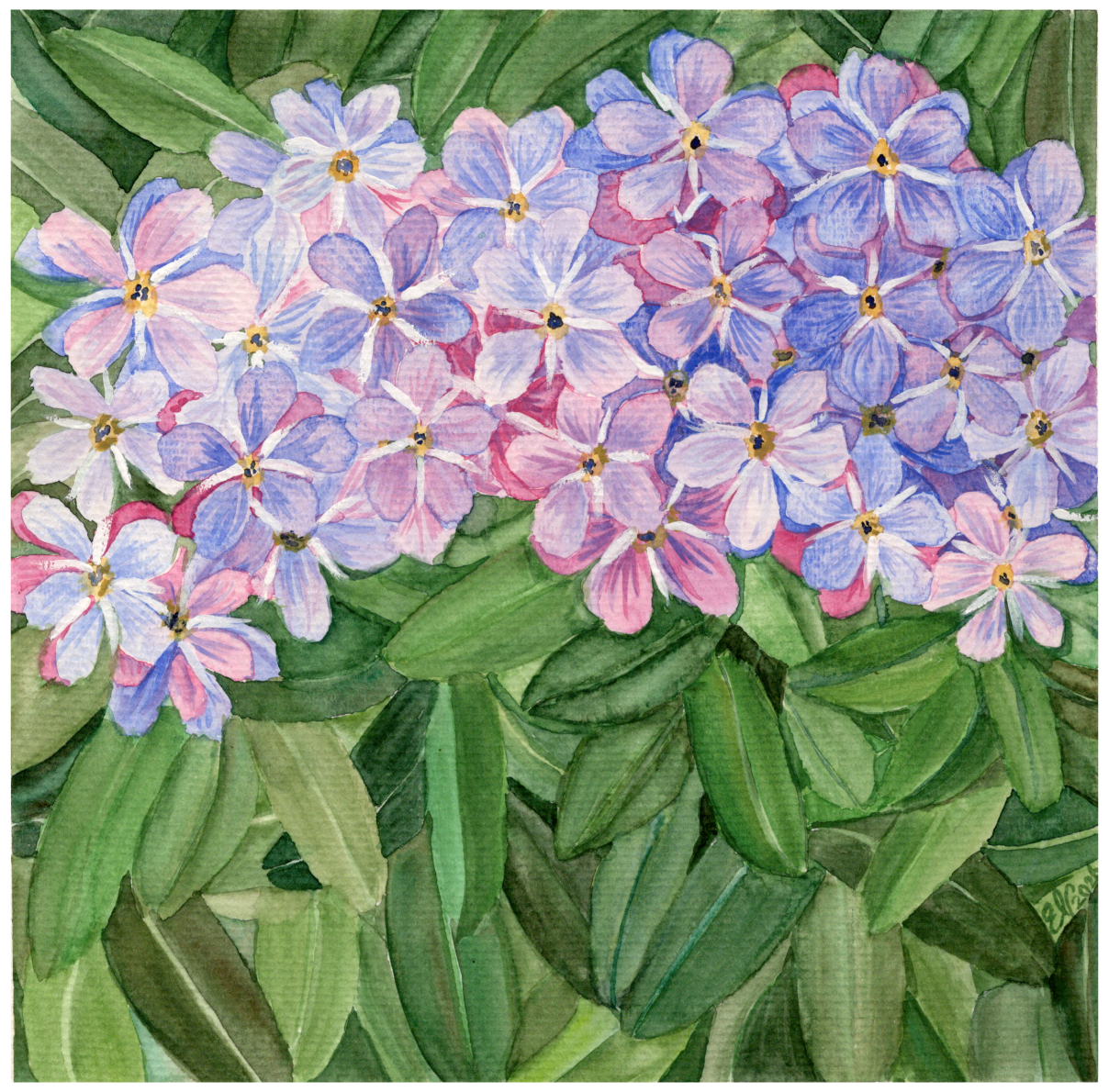 FORGET ME NOTS