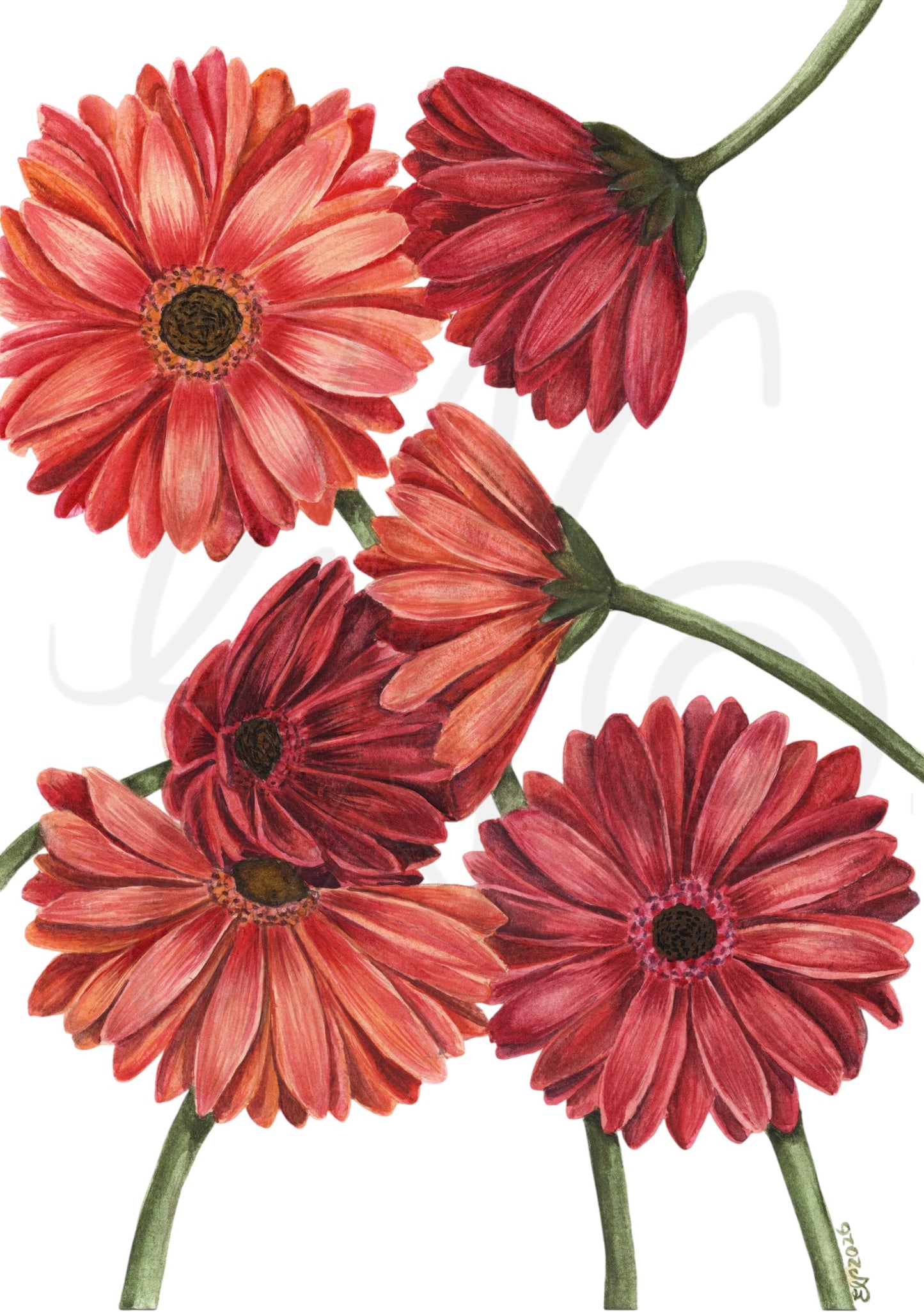 GERBERA DAISIES