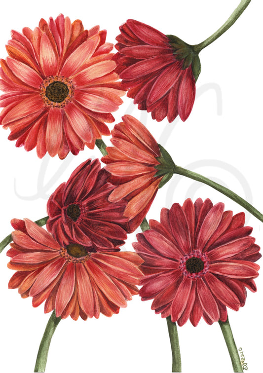 GERBERA DAISIES