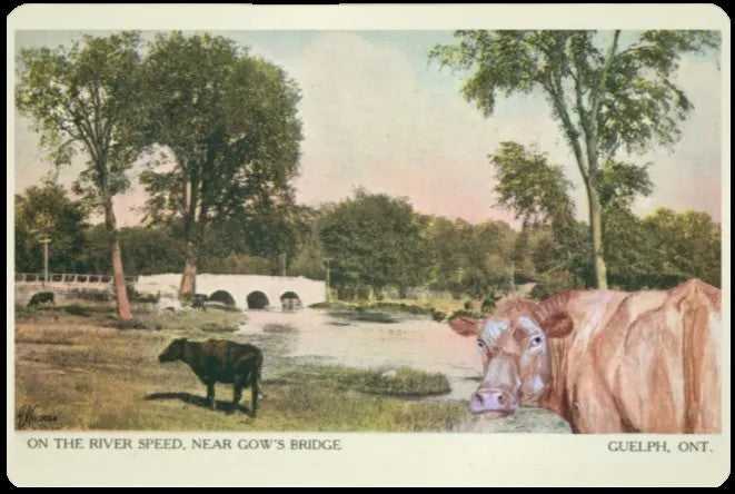 GOW’S COWS ~ GUELPH POSTCARD (or FINE ART PRINT!)
