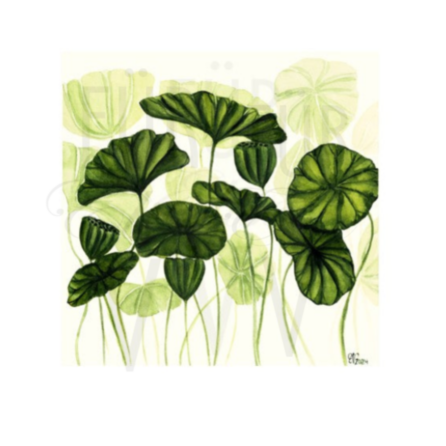 LOTUS LEAVES