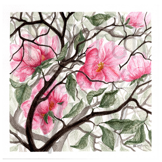 MAGNOLIA TREE