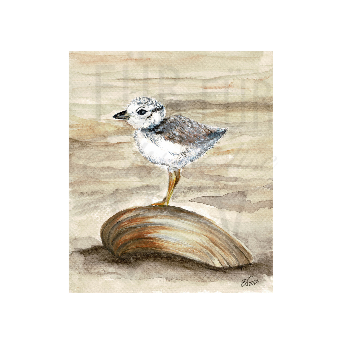 SAND PIPER SHELL