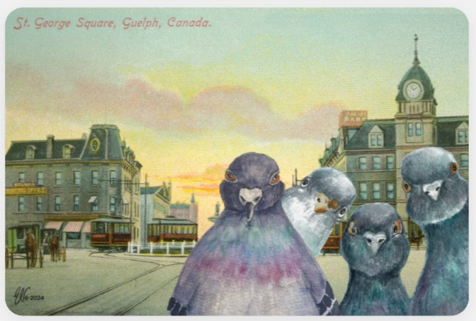 PIGEONS OF ST. GEORGE'S SQUARE ~ POSTCARD