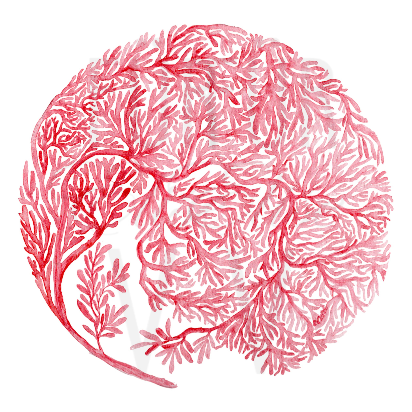 ROUND CORAL