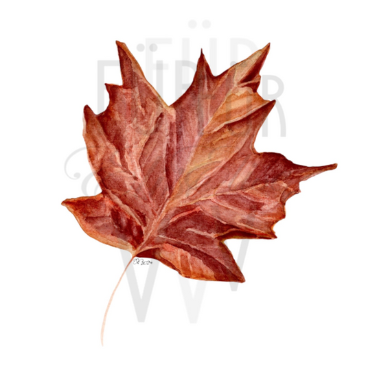 SINGLE MAPLE LEAF