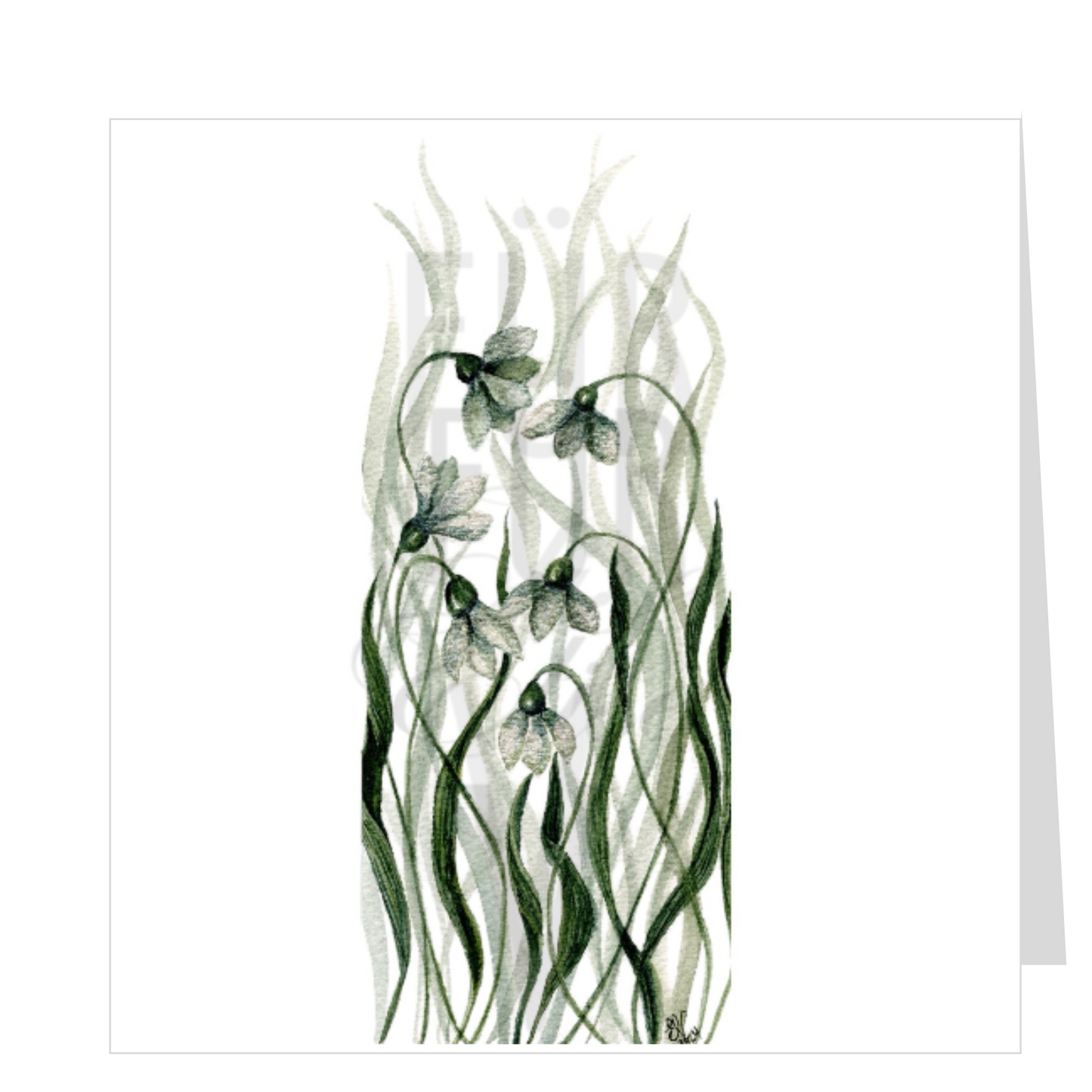 SNOWDROPS
