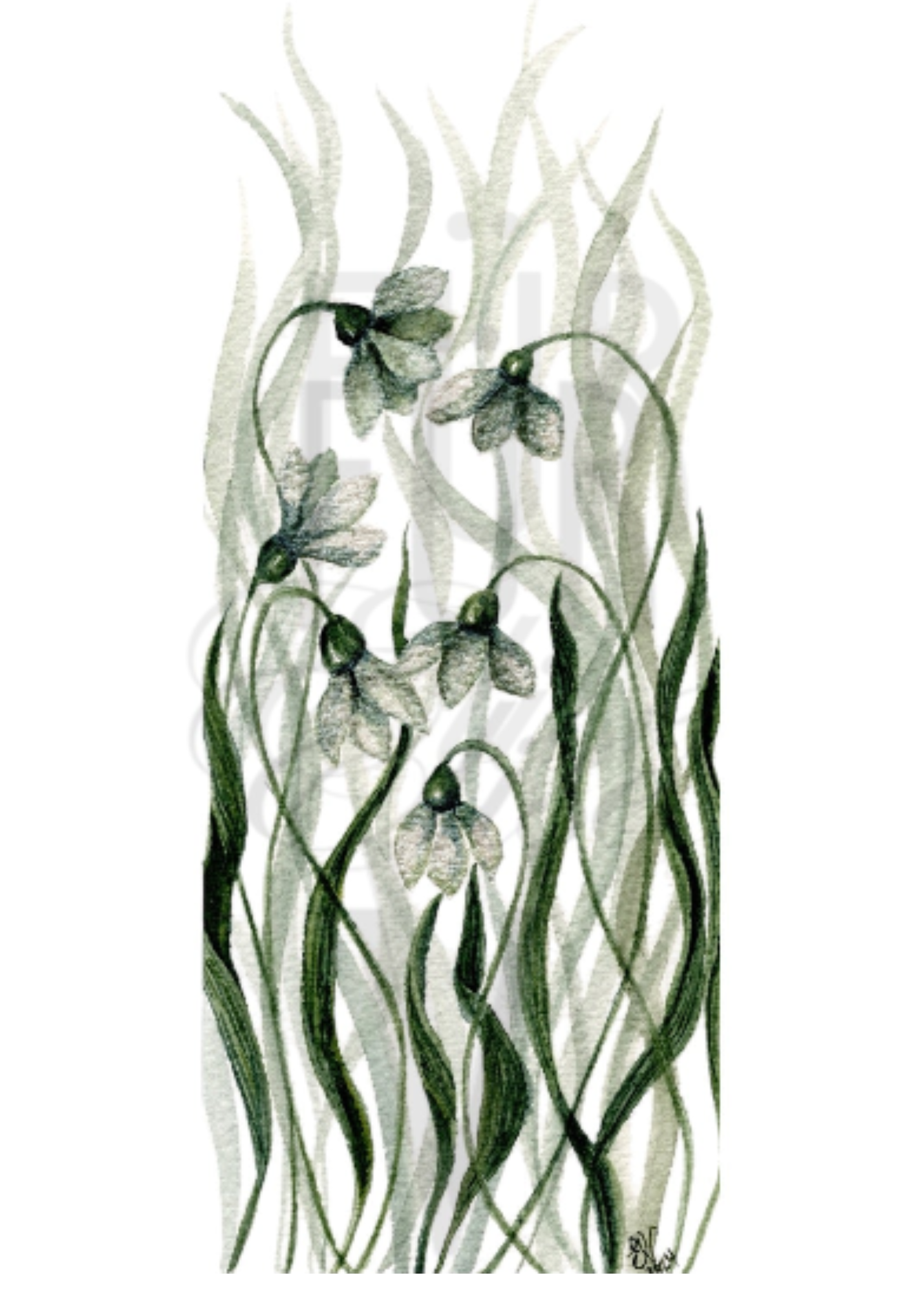 SNOWDROPS
