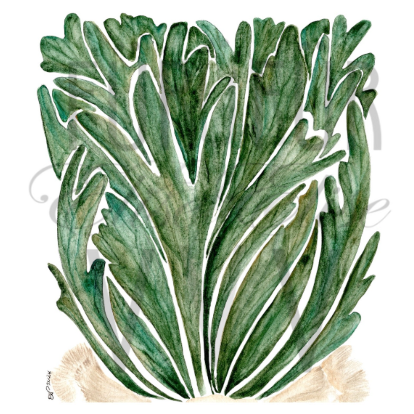 STAGHORN FERN I