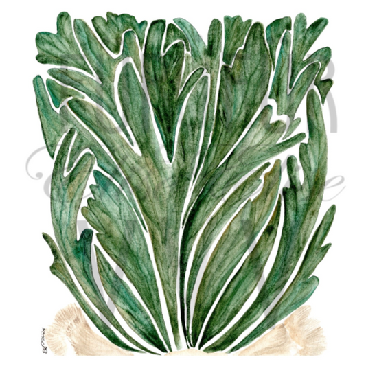 STAGHORN FERN I