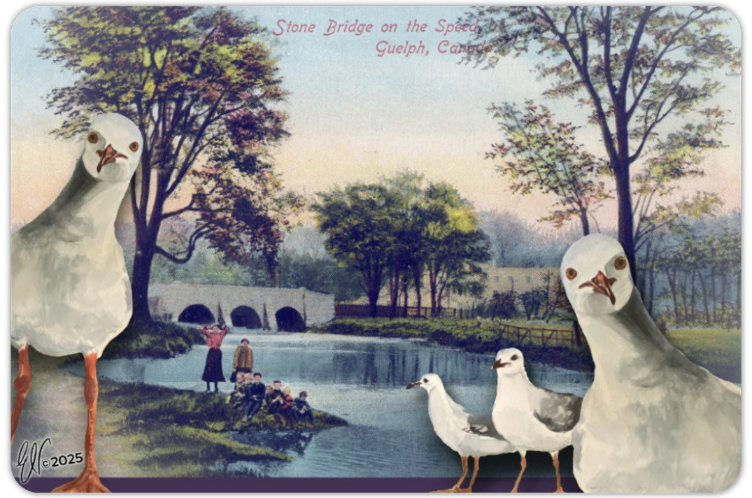 STONE BRIDGE GULLS ~ POSTCARD (or FINE ART PRINT!)