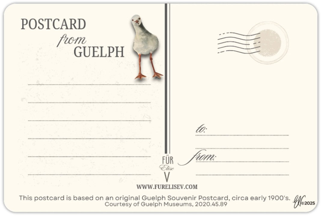 STONE BRIDGE GULLS ~ POSTCARD (or FINE ART PRINT!)